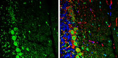 Anti-C17orf75 antibody [N1C1] used in IHC (Frozen sections) (IHC-Fr). GTX108779