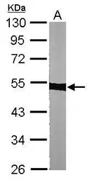 Anti-alpha Tubulin antibody used in Western Blot (WB). GTX108784