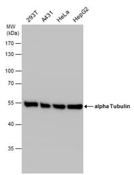 Anti-alpha Tubulin antibody used in Western Blot (WB). GTX108784