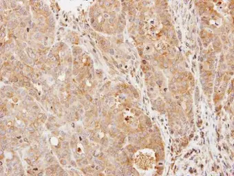 Anti-PDE9A antibody [N1N3] used in IHC (Paraffin sections) (IHC-P). GTX108786