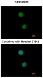 Anti-DNA ligase IV antibody used in Immunocytochemistry/ Immunofluorescence (ICC/IF). GTX108820
