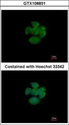Anti-RAP2A antibody [N1C3-2] used in Immunocytochemistry/ Immunofluorescence (ICC/IF). GTX108831