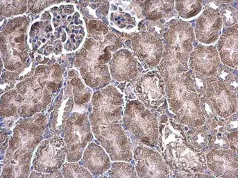 Anti-GRB14 antibody [N1C2] used in IHC (Paraffin sections) (IHC-P). GTX108911