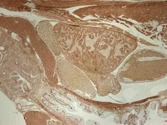 Anti-SMAD5 antibody used in IHC (Paraffin sections) (IHC-P). GTX108917