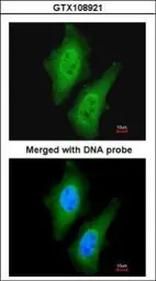 Anti-LOC169436 antibody used in Immunocytochemistry/ Immunofluorescence (ICC/IF). GTX108921