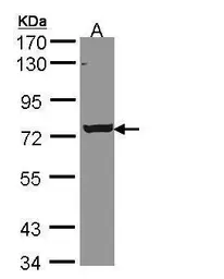 Anti-LOC169436 antibody used in Western Blot (WB). GTX108921