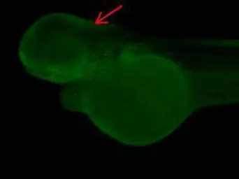 Anti-PPP6C antibody used in IHC (Whole mount) (IHC-Wm). GTX108968