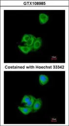 Anti-AGR3 antibody [N1C3-2] used in Immunocytochemistry/ Immunofluorescence (ICC/IF). GTX108985