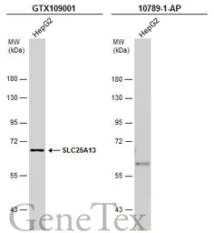 Anti-SLC25A13 antibody [N3C2], Internal used in Western Blot (WB). GTX109001