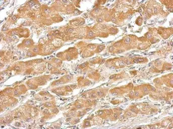 Anti-Thyroxine Binding Globulin antibody used in IHC (Paraffin sections) (IHC-P). GTX109010