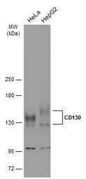 Anti-CD130 antibody used in Western Blot (WB). GTX109048