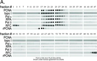 Anti-DNA Polymerase epsilon p59 antibody used in Dot blot (Dot). GTX109069