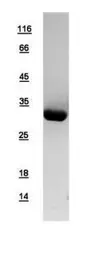Human 14-3-3 epsilon protein, His tag. GTX109090-pro