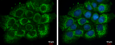 Anti-ETHE1 antibody used in Immunocytochemistry/ Immunofluorescence (ICC/IF). GTX109095