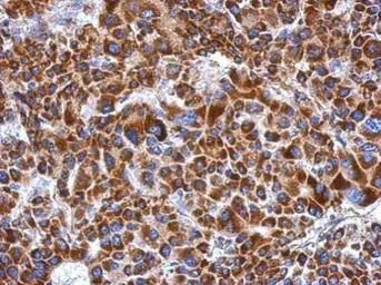 Anti-ETHE1 antibody used in IHC (Paraffin sections) (IHC-P). GTX109095