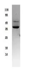 Human AMPK gamma 2 protein, His tag. GTX109105-pro