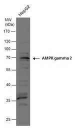 Anti-AMPK gamma 2 antibody used in Western Blot (WB). GTX109105