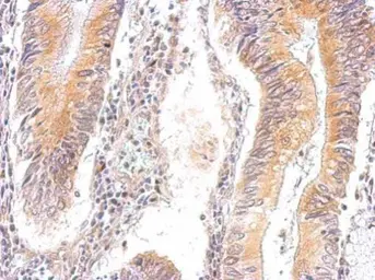 Anti-AMPK gamma 2 antibody used in IHC (Paraffin sections) (IHC-P). GTX109105