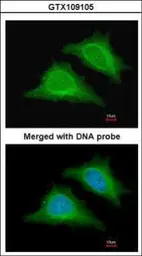Anti-AMPK gamma 2 antibody used in Immunocytochemistry/ Immunofluorescence (ICC/IF). GTX109105