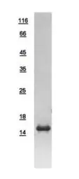 Human TRAPPC2 protein, His tag. GTX109106-pro