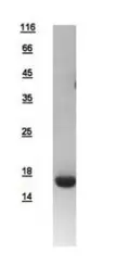 Human ID2 protein, His tag. GTX109113-pro