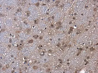 Anti-ID2 antibody [N1C3] used in IHC (Paraffin sections) (IHC-P). GTX109113