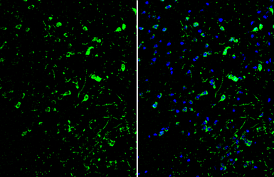 Anti-ID2 antibody [N1C3] used in IHC (Frozen sections) (IHC-Fr). GTX109113