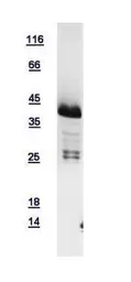 Human HLF protein, His tag. GTX109118-pro