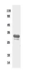 Human Glutamyl hydrolase Gamma protein, His tag. GTX109123-pro