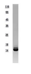 Human Galectin 2 protein, His tag. GTX109135-pro