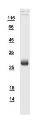 Human HOXA1 protein, His tag. GTX109148-pro