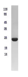 Human HRPAP20 protein, His tag. GTX109156-pro