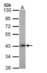 Anti-LHX8 antibody used in Western Blot (WB). GTX109165