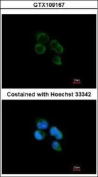 Anti-HIBCH antibody used in Immunocytochemistry/ Immunofluorescence (ICC/IF). GTX109167