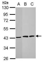 Anti-HIBCH antibody used in Western Blot (WB). GTX109167