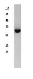 Human SBDS protein, His tag. GTX109168-pro