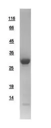Human RAB27A protein, His tag. GTX109180-pro