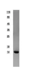 Human FABP2 (intestinal) protein, His tag. GTX109209-pro