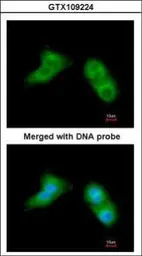 Anti-UBE2G2 antibody [N1C3] used in Immunocytochemistry/ Immunofluorescence (ICC/IF). GTX109224