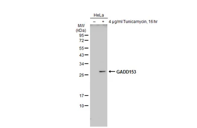 Anti-GADD153 antibody used in Western Blot (WB). GTX109226