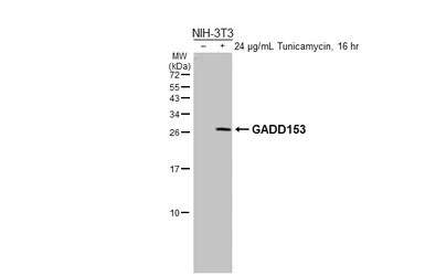 Anti-GADD153 antibody used in Western Blot (WB). GTX109226