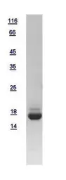 Human PDE6D protein, His tag. GTX109240-pro