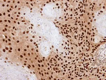 Anti-PDE6D antibody [N1C3] used in IHC (Paraffin sections) (IHC-P). GTX109240