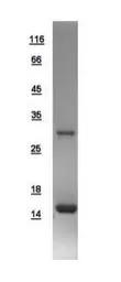 Human FABP3 protein, His tag. GTX109243-pro