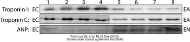 Anti-ANP antibody used in Western Blot (WB). GTX109255