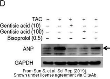 Anti-ANP antibody used in Western Blot (WB). GTX109255