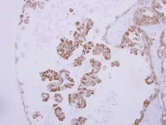Anti-ANP antibody used in IHC (Paraffin sections) (IHC-P). GTX109255