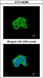 Anti-MKP4 antibody [C2C3], C-term used in Immunocytochemistry/ Immunofluorescence (ICC/IF). GTX109288