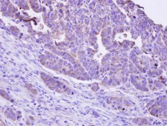 Anti-MKP4 antibody [C2C3], C-term used in IHC (Paraffin sections) (IHC-P). GTX109288