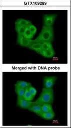 Anti-DUSP7 antibody [C1C3] used in Immunocytochemistry/ Immunofluorescence (ICC/IF). GTX109289